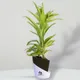 Black__SUREKHA AGRO PRODUCTS