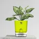 Green__SUREKHA AGRO PRODUCTS