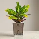 Brown__SUREKHA AGRO PRODUCTS