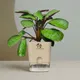 Brown__SUREKHA AGRO PRODUCTS