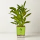 Green__SUREKHA AGRO PRODUCTS