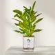 White__SUREKHA AGRO PRODUCTS