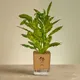 Brown__SUREKHA AGRO PRODUCTS