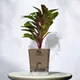 Brown__SUREKHA AGRO PRODUCTS