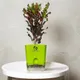 Green__SUREKHA AGRO PRODUCTS