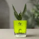 Green__SUREKHA AGRO PRODUCTS
