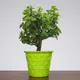 Green__SUREKHA AGRO PRODUCTS