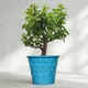 Blue__SUREKHA AGRO PRODUCTS