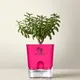 Pink__SUREKHA AGRO PRODUCTS