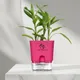 Pink__SUREKHA AGRO PRODUCTS