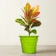 Green__SUREKHA AGRO PRODUCTS