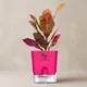 Pink__SUREKHA AGRO PRODUCTS