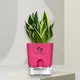 Pink__SUREKHA AGRO PRODUCTS