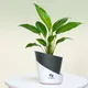 Black__SUREKHA AGRO PRODUCTS