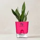 Pink__SUREKHA AGRO PRODUCTS