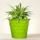 Green__SUREKHA AGRO PRODUCTS