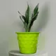 Green__SUREKHA AGRO PRODUCTS