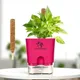Pink__SUREKHA AGRO PRODUCTS