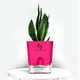 Pink__SUREKHA AGRO PRODUCTS