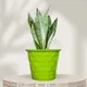 Green__SUREKHA AGRO PRODUCTS