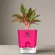 Pink__SUREKHA AGRO PRODUCTS
