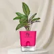 Pink__SUREKHA AGRO PRODUCTS