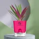 Pink__SUREKHA AGRO PRODUCTS