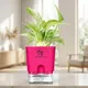 Pink__SUREKHA AGRO PRODUCTS