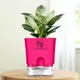 Pink__SUREKHA AGRO PRODUCTS