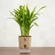 Brown__SUREKHA AGRO PRODUCTS