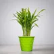 Green__SUREKHA AGRO PRODUCTS