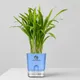 Blue__SUREKHA AGRO PRODUCTS