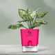 Pink__SUREKHA AGRO PRODUCTS