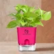 Pink__SUREKHA AGRO PRODUCTS