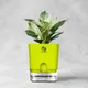 Green__SUREKHA AGRO PRODUCTS
