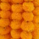 Lightorange