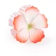 Coral Peach