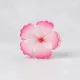 Candy Pink__NICEG