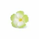 Pistachio Green__NICEG