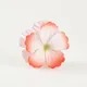 Coral Peach__NICEG
