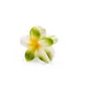 GreenBloom__Store Name
