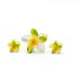 GreenBloom__Store Name