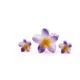 LavenderBloom__Store Name