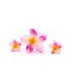 PinkBloom__Store Name