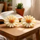 Yellow And White__NOVVAA
