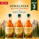 Pack Of 3__HIMALAYAN BUCKTHORN