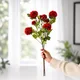 Red__DECOR BAE