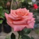 Natural