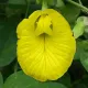 Natural