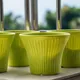 Lemon Green